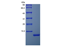 Recombinant Human DES1-3 کا SDS-PAGE انسولین نما گروتھ فیکٹر 1