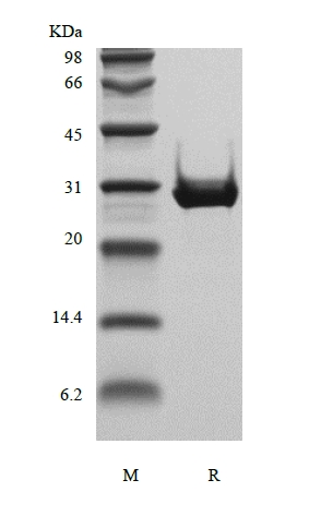 組換えヒトインスリン様成長因子結合タンパク質4、昆虫細胞由来のSDS-PAGE