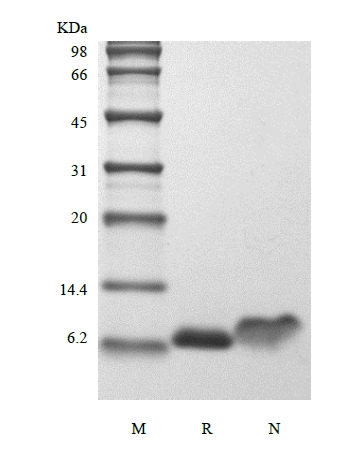 SDS-PAGE dari Rekombinan Human Insulin-like Growth Factor-1, Berlabel Isotop Stabil 15N