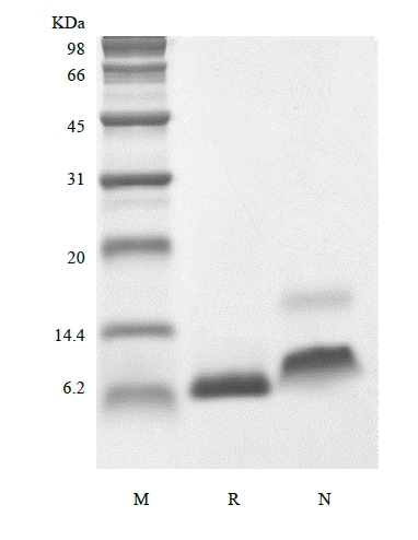 SDS-PAGE de fator de crescimento semelhante à insulina humana recombinante-1 A70T