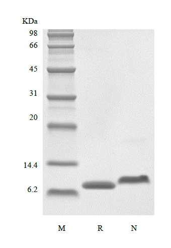 SDS-PAGE des rekombinanten humanen LR3 insulinähnlichen Wachstumsfaktors-1, Medienqualität