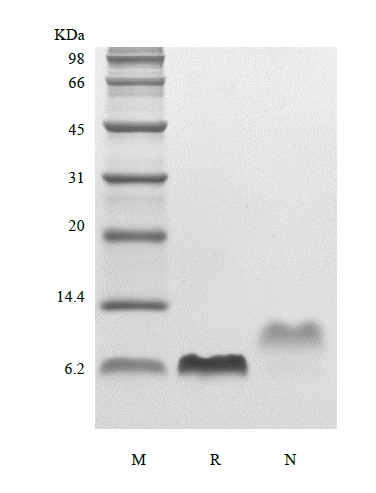 SDS-PAGE del fattore di crescita epidermico umano ricombinante