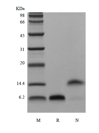 SDS-PAGE du facteur de croissance épidermique humain recombinant, 1-51a.a.