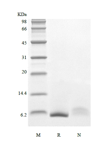 SDS-PAGE de Epiregulina Humana Recombinante