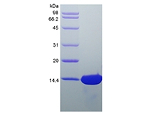 重组人肝素结合EGF样生长因子的SDS-PAGE