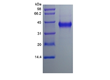 重組人富含半胱氨酸血管生成誘導劑 61 的 SDS-PAGE