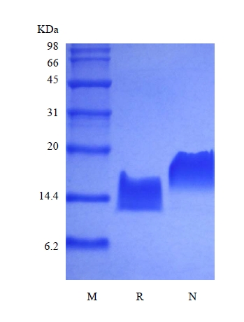 重組人內分泌腺源性血管內皮生長因子的SDS-PAGE