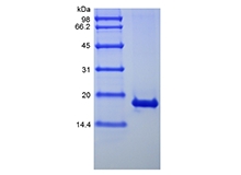 SDS-PAGE de interferon-alfa1b humano recombinante