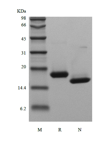 Recombinant Human Interferon-alpha2b، خمیر کا SDS-PAGE