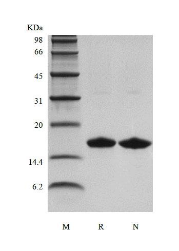 SDS-PAGE de interferón gamma humano recombinante