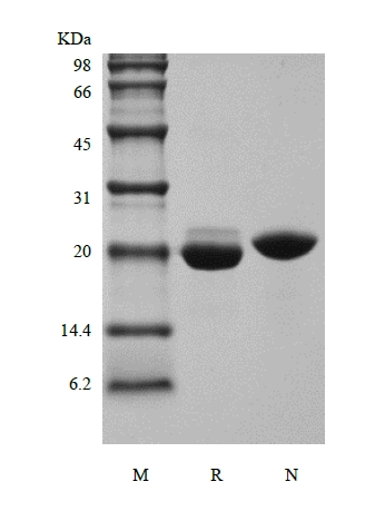 SDS-PAGE de la nueva neurofina humana recombinante-1 / factor estimulante de células B-3