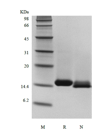 SDS-PAGE de la neurotrophine 4 humaine recombinante