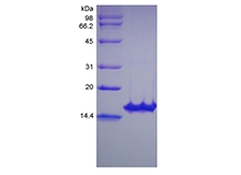 SDS-PAGE dari Rekombinan Human Glial Cell Line-derived Neurotrophic Factor