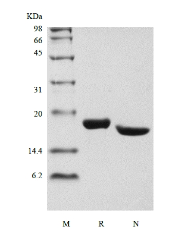 SDS-PAGE des rekombinanten humanen mesencephalen Astrozyten-abgeleiteten neurotrophen Faktors