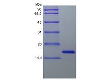 重组人中期因子的 SDS-PAGE