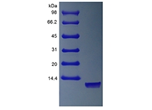 SDS-PAGE dari Domain EGF Neuregulin 1-alpha Manusia Rekombinan