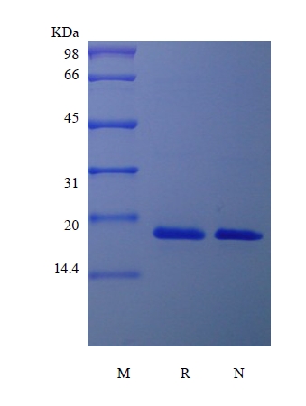 SDS-PAGE de pleiotrofina humana recombinante