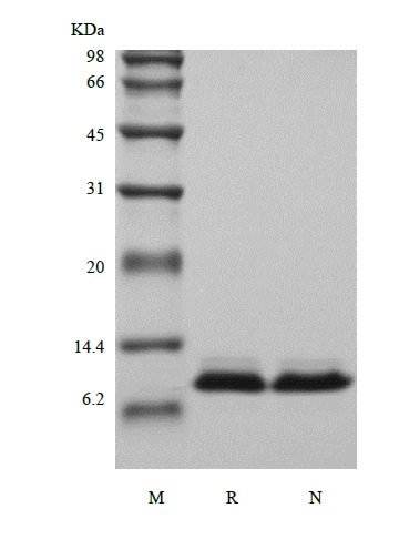 SDS-PAGE של Recombinant Human NT-pro-BNP