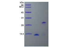 SDS-PAGE della proteina morfogenetica 2 . dell'osso umano ricombinante