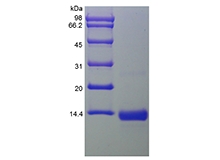 SDS-PAGE della proteina morfogenetica 4 . dell'osso umano ricombinante