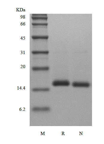 SDS-PAGE della proteina morfogenetica 7 . dell'osso umano ricombinante