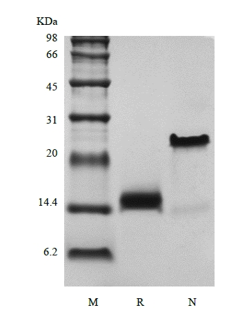 組換えヒト増殖分化因子7 /骨形成タンパク質-12のSDS-PAGE