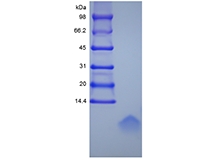 SDS-PAGE de Recombinant Human Beta-defensin 1, 47a.a.