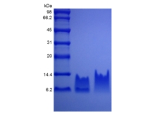 SDS-PAGE von rekombinantem humanem Beta-Defensin 2