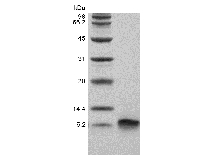 重組人β-防禦素3的SDS-PAGE