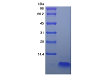 重組人β-防禦素4的SDS-PAGE