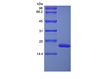 SDS-PAGE de l'interleukine-1 alpha de macaque rhésus recombinant