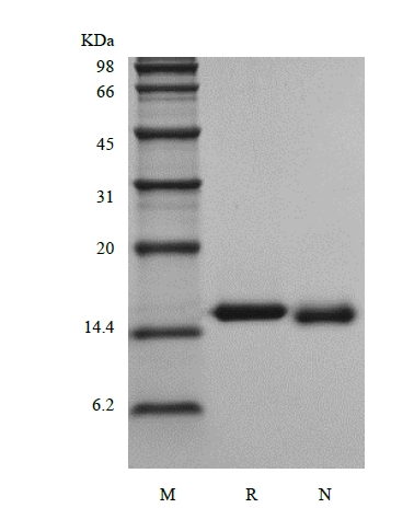 SDS-PAGE von rekombinantem Rhesus-Makaken-Interleukin-3