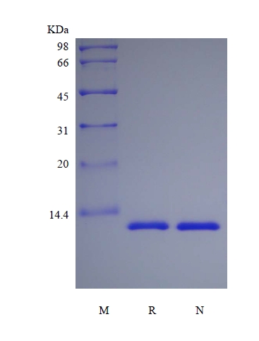 重組恒河猴白細胞介素13的SDS-PAGE