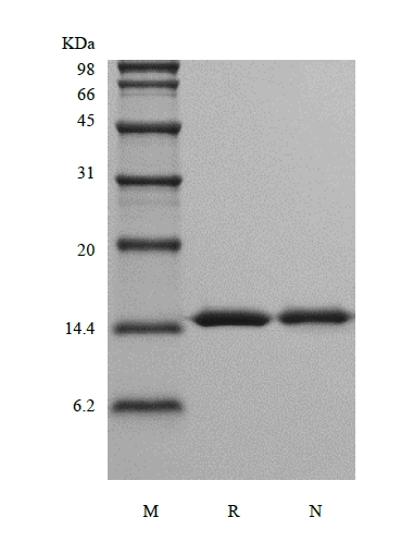 SDS-PAGE von rekombinantem Rhesus-Makaken-Interleukin-16