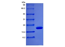 SDS-PAGE Rekombinan Rhesus Macaque Granulocyte Colony Stimulating Factor