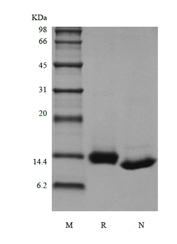 SDS-PAGE des rekombinanten Rhesus-Makaken-Granulozyten-Makrophagen-Kolonie-stimulierenden Faktors