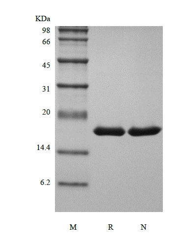 SDS-PAGE de l'interleukine-1 alpha murine recombinante