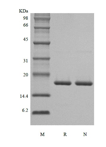 SDS-PAGE dari Rekombinan Murine Interleukin-1 beta