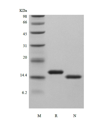 SDS-PAGE d'interleukine-3 murine recombinante