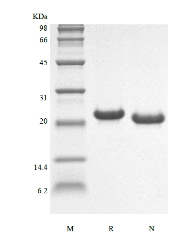 重組鼠白細胞介素 6 的 SDS-PAGE