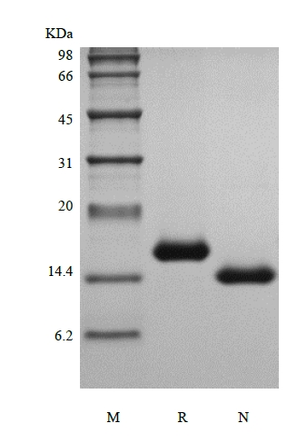 SDS-PAGE dari Rekombinan Murine Interleukin-7