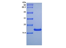 重組鼠白細胞介素 10 的 SDS-PAGE