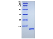 重组鼠白细胞介素 13 的 SDS-PAGE