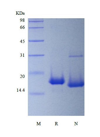 SDS-PAGE de interleucina 19 murina recombinante