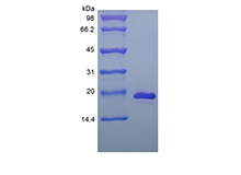 重組鼠白細胞介素 33 的 SDS-PAGE