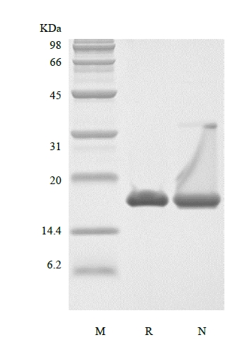 SDS-PAGE of Recombinant Murine Interleucina-36 gama, 152a.a.