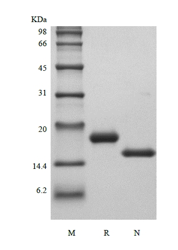 重组鼠干细胞因子的 SDS-PAGE