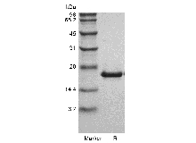 SDS-PAGE di Murine Ricombinanti LIGHT/TNFSF14