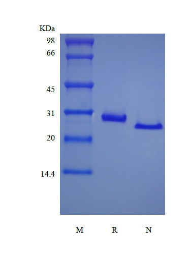 重組鼠可溶性腫瘤壞死因子受體 II 型/TNFRSF1B 的 SDS-PAGE