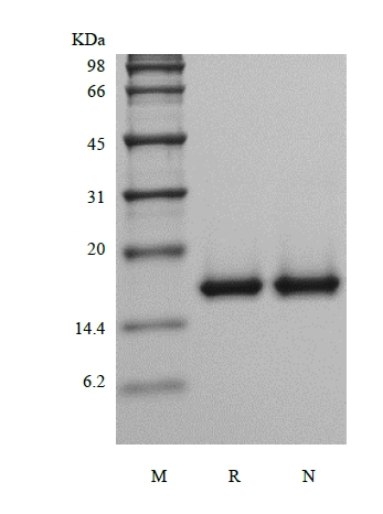 SDS-PAGE dari Faktor Pertumbuhan Fibroblas Asam Murine Rekombinan